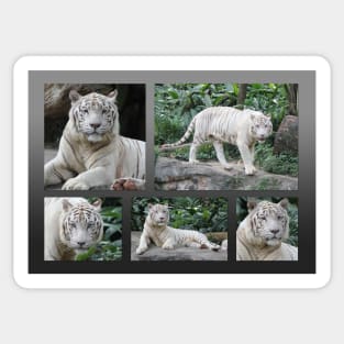 White Tiger Collection #2 Sticker